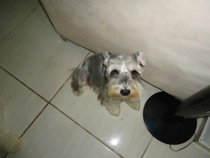 Cachorro ra a schnauzer idade 6 ou mais anos nome Max