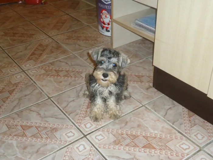 Cachorro ra a schnauzer idade 6 ou mais anos nome Max