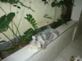 Max e Frida