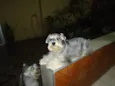 Max e Frida