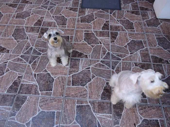 Cachorro ra a Shnauzer idade 6 ou mais anos nome Max e Frida