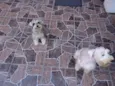 Max e Frida