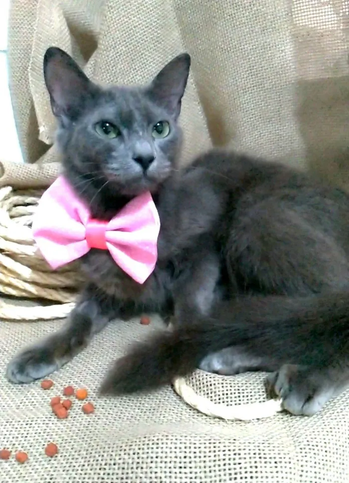 Gato ra a srd "blue" idade 7 a 11 meses nome PRANA