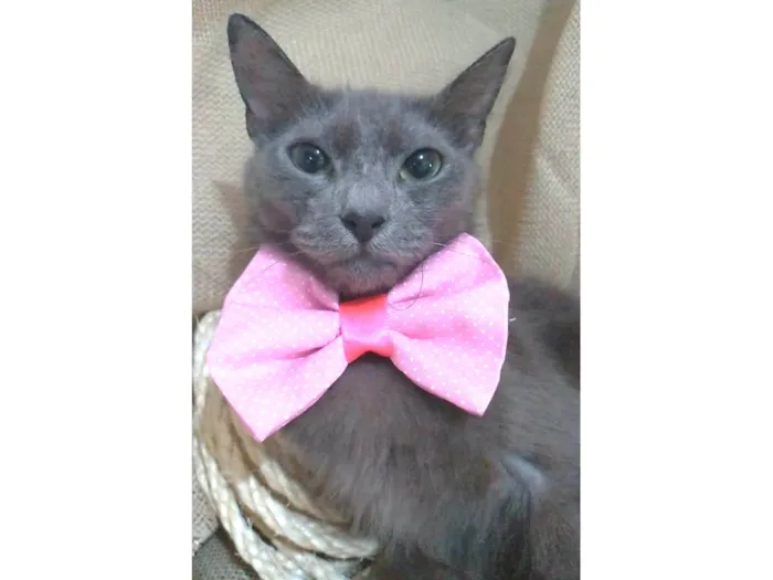 Gato ra a srd "blue" idade 7 a 11 meses nome PRANA