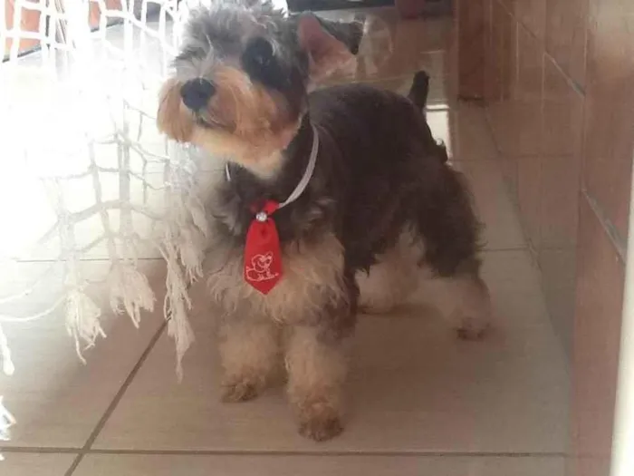 Cachorro ra a schnauzer idade 6 ou mais anos nome Max