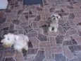 Max e Frida