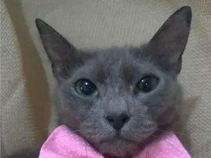 Gato raça srd "blue" idade 7 a 11 meses nome PRANA