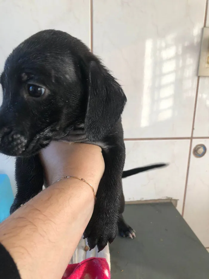 Cachorro ra a SRD-ViraLata idade Abaixo de 2 meses nome Sem nome por enquanto