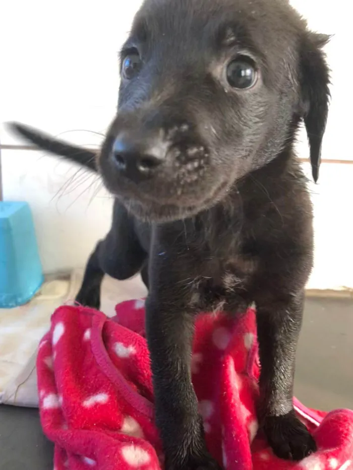 Cachorro ra a SRD-ViraLata idade Abaixo de 2 meses nome Sem nome por enquanto