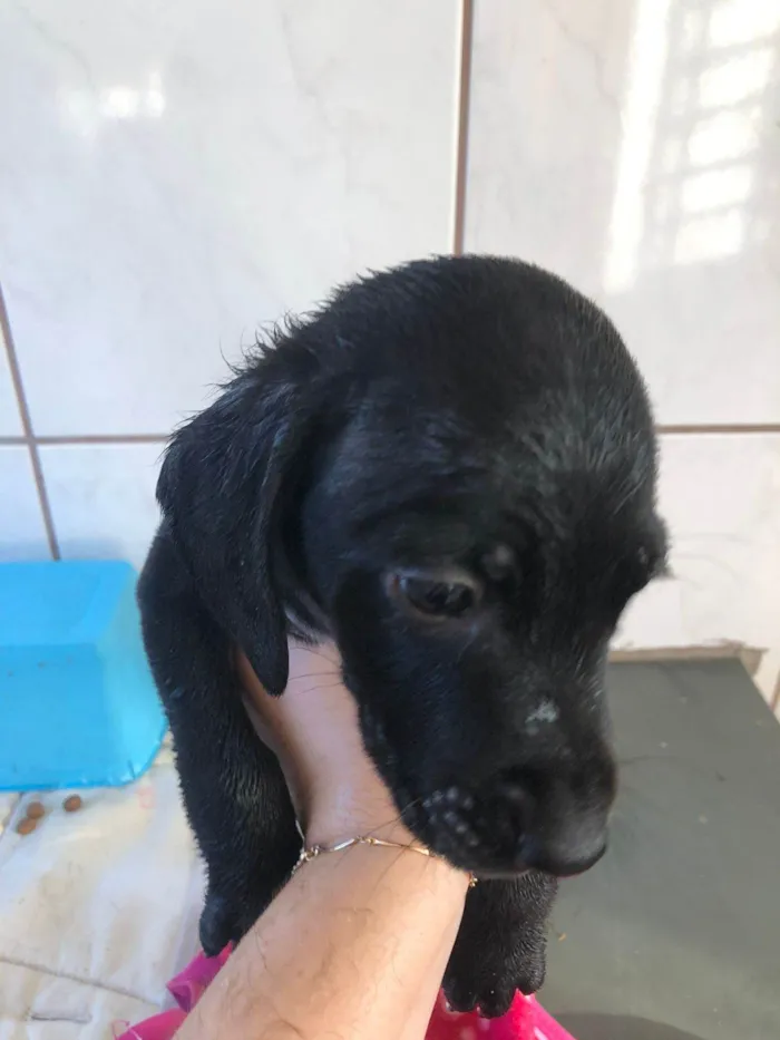 Cachorro ra a SRD-ViraLata idade Abaixo de 2 meses nome Sem nome por enquanto