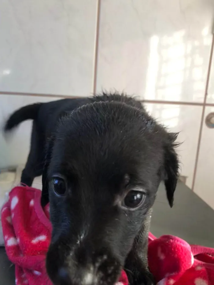 Cachorro ra a SRD-ViraLata idade Abaixo de 2 meses nome Sem nome por enquanto