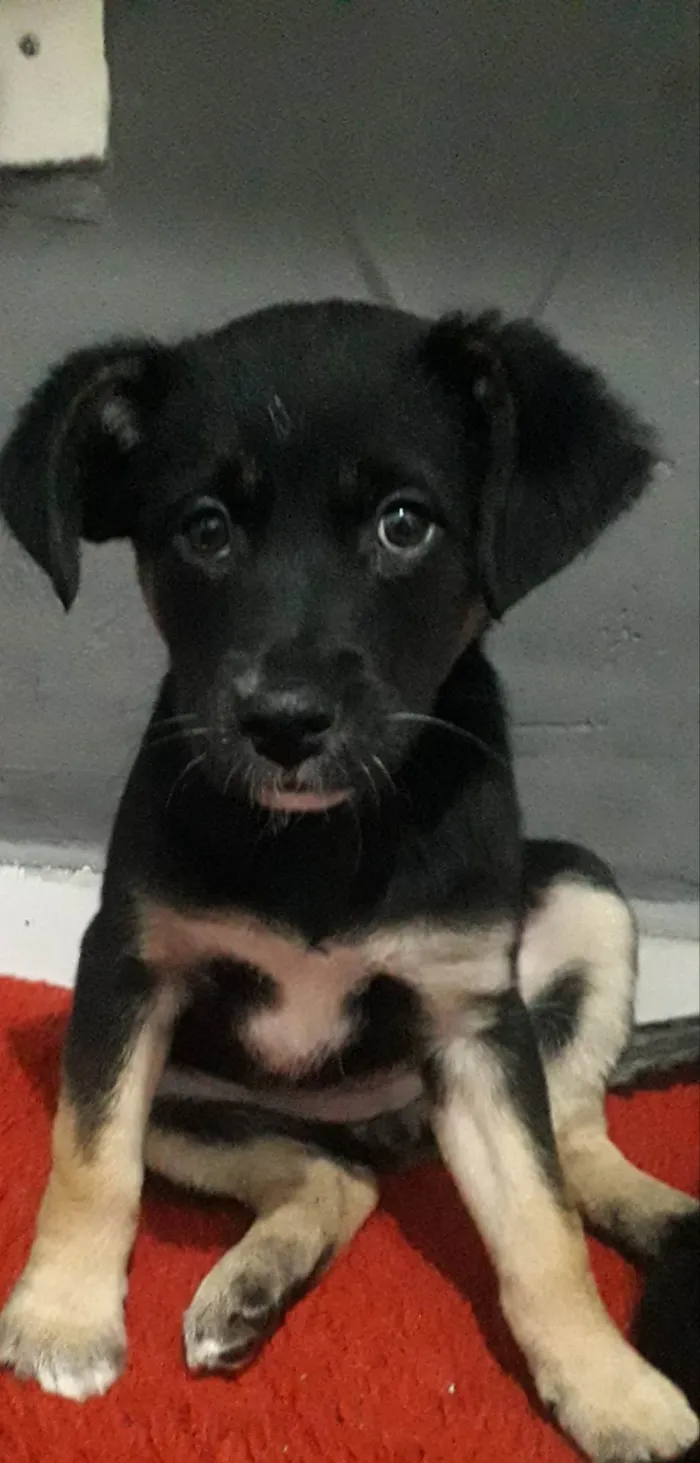 Cachorro ra a Srd idade 2 a 6 meses nome Lola