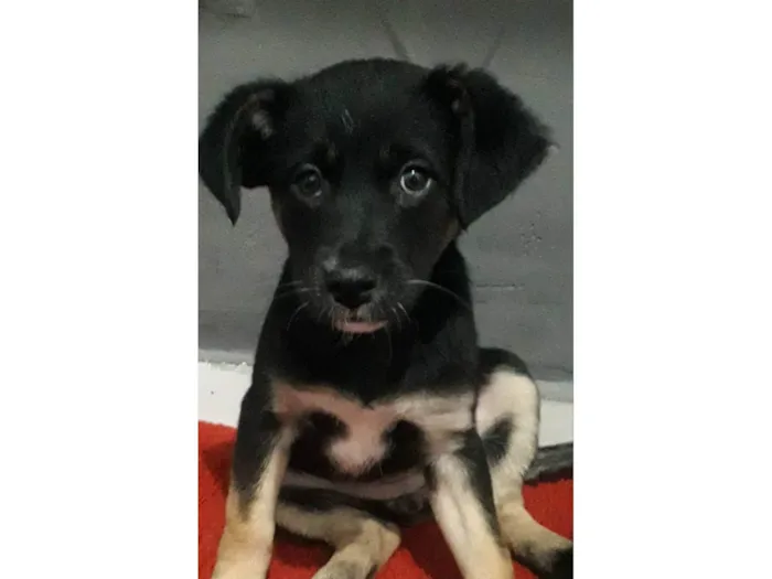 Cachorro ra a Srd idade 2 a 6 meses nome Lola