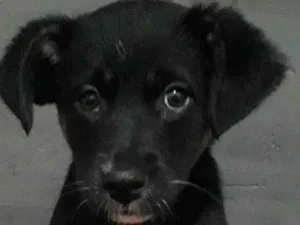 Cachorro raça Srd idade 2 a 6 meses nome Lola