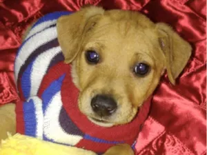 Cachorro raça Mestico  idade 2 a 6 meses nome Toquinho 