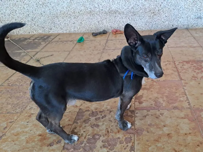 Cachorro ra a SRD-ViraLata idade 6 ou mais anos nome Chapolin