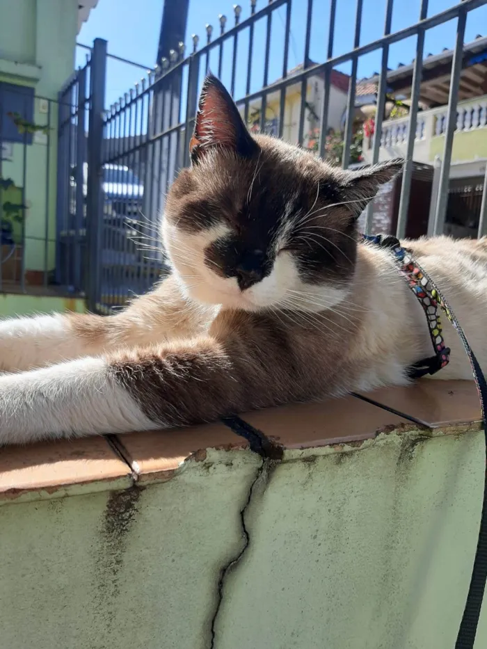 Gato ra a SRD-ViraLata idade 1 ano nome Alfredo