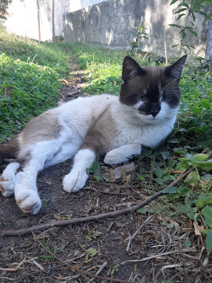 Gato ra a SRD-ViraLata idade 1 ano nome Alfredo