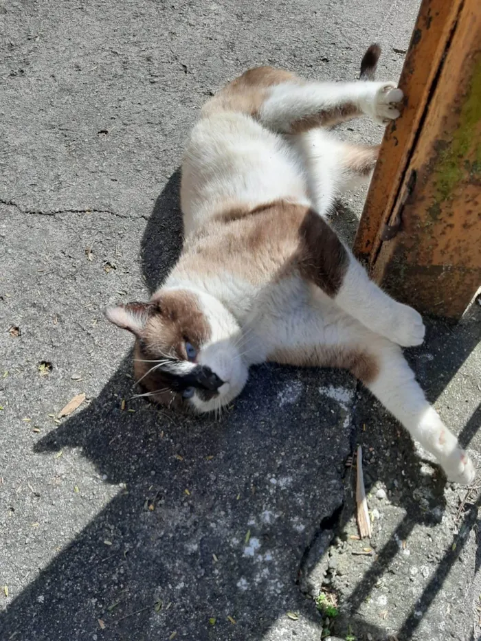 Gato ra a SRD-ViraLata idade 1 ano nome Alfredo