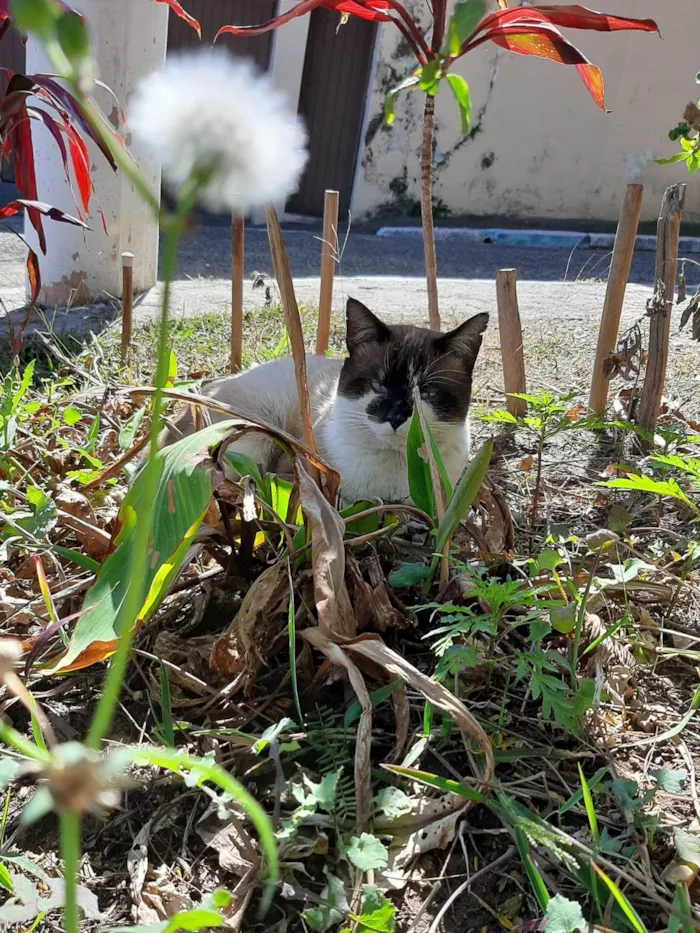 Gato ra a SRD-ViraLata idade 1 ano nome Alfredo