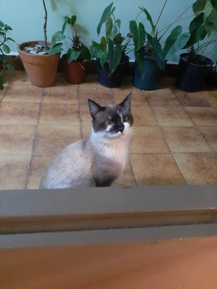 Gato ra a SRD-ViraLata idade 1 ano nome Alfredo