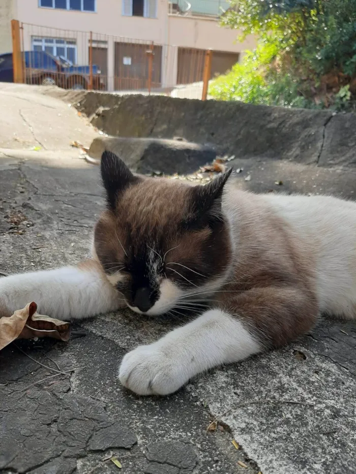 Gato ra a SRD-ViraLata idade 1 ano nome Alfredo