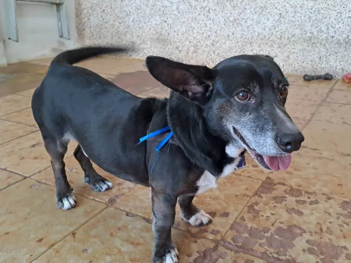 Cachorro ra a SRD-ViraLata idade 6 ou mais anos nome Chapolin