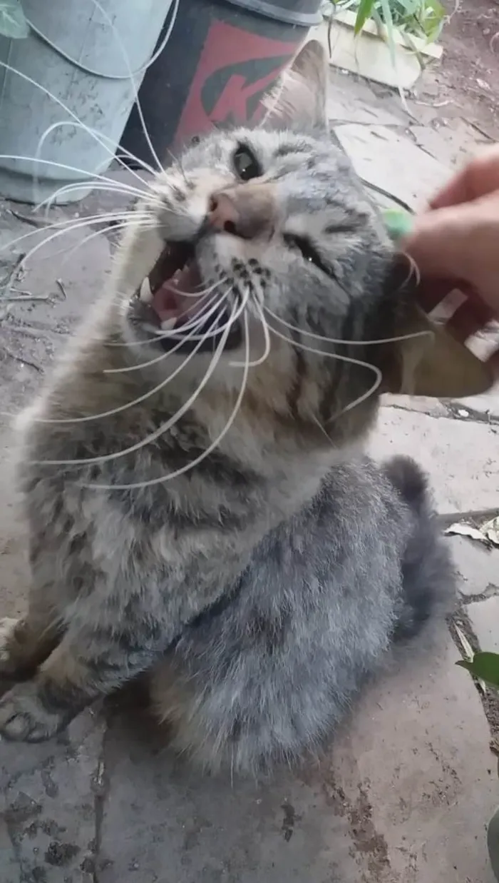 Gato ra a SRD-ViraLata idade 1 ano nome PELUDIM