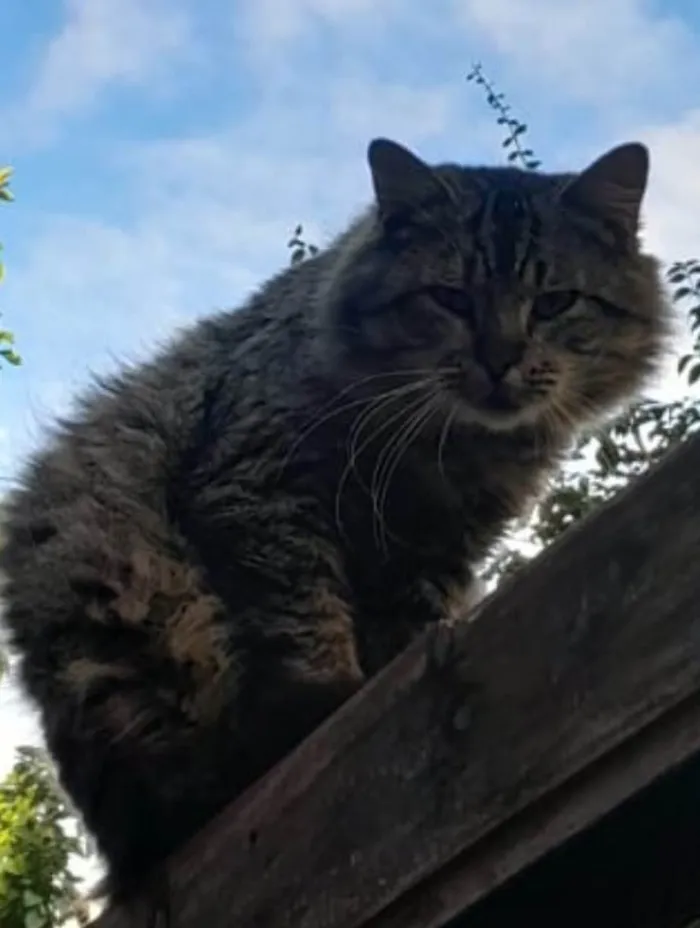 Gato ra a SRD-ViraLata idade 1 ano nome PELUDIM