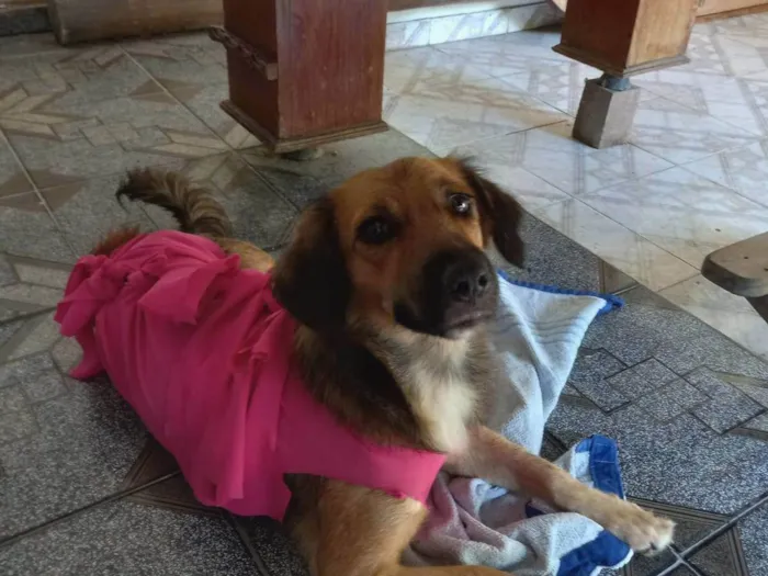 Cachorro ra a SRD-ViraLata idade 3 anos nome Nina