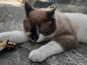 Gato raça SRD-ViraLata idade 1 ano nome Alfredo