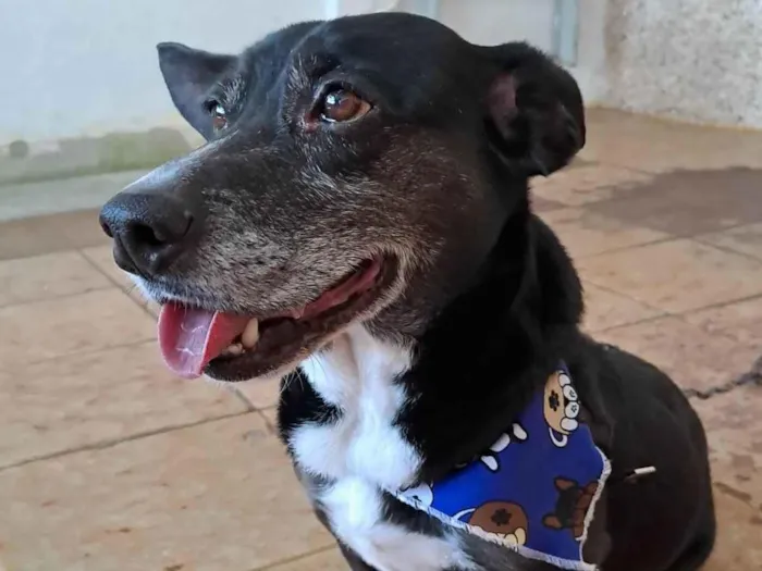 Cachorro ra a SRD-ViraLata idade 6 ou mais anos nome Chapolin