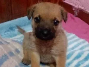 Cachorro raça SRD-ViraLata idade Abaixo de 2 meses nome BELLA