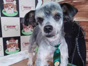 Cachorro raça Pudol idade 3 anos nome Pupe