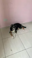 Xuxu