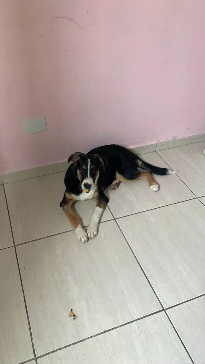 Cachorro ra a Vl idade 7 a 11 meses nome Xuxu