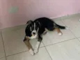Xuxu