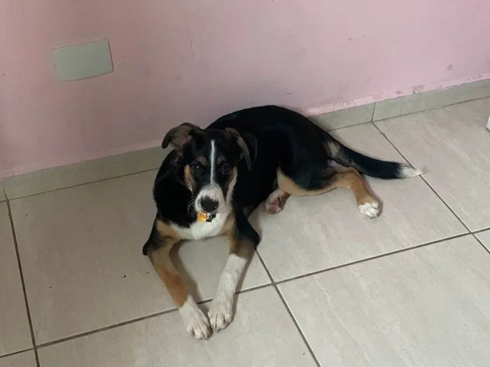 Cachorro ra a Vl idade 7 a 11 meses nome Xuxu