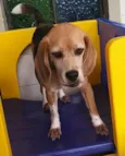 Nina