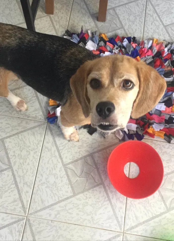 Cachorro ra a Beagle idade 6 ou mais anos nome Nina