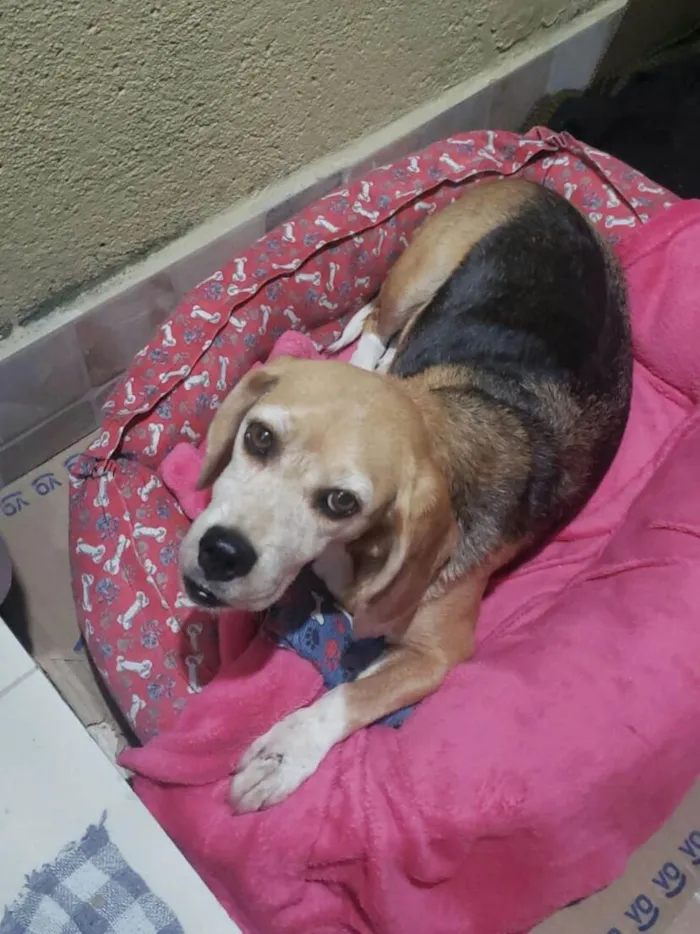 Cachorro ra a Beagle idade 6 ou mais anos nome Nina