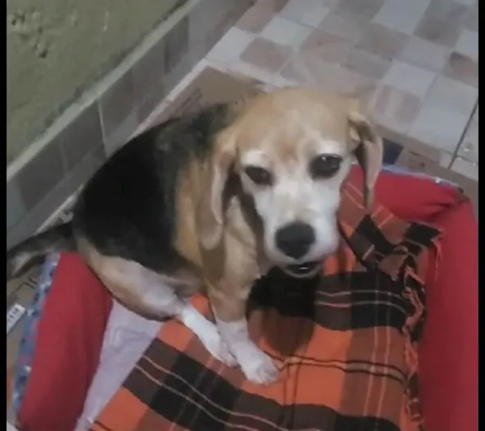 Cachorro ra a Beagle idade 6 ou mais anos nome Nina