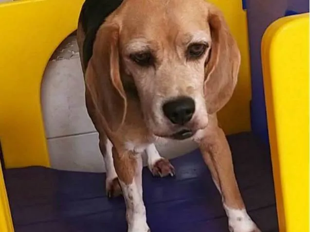 Cachorro ra a Beagle idade 6 ou mais anos nome Nina