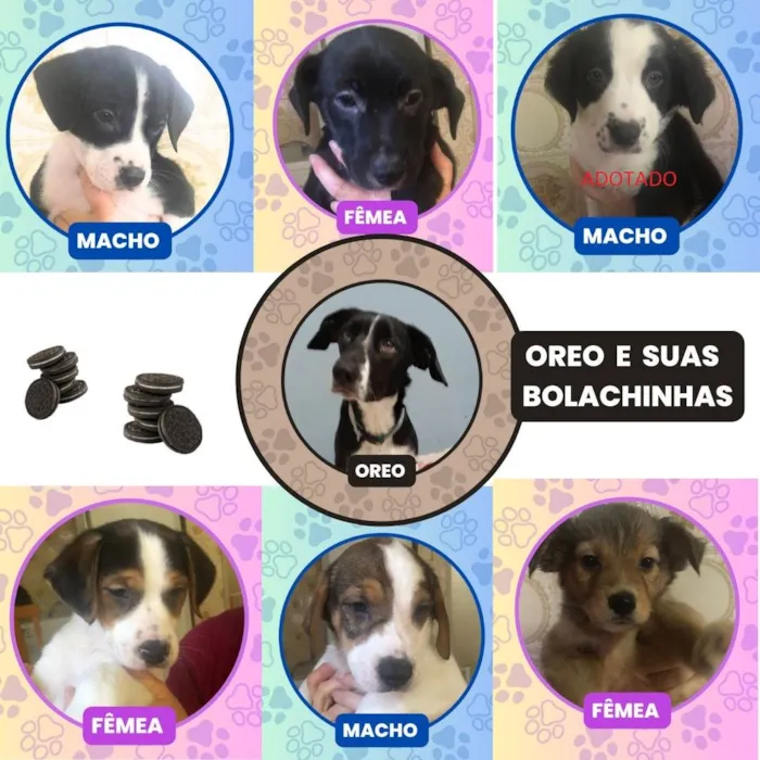 Cachorro ra a SRD-ViraLata idade 2 a 6 meses nome Bob, Kika, Kiko, Orinho, Leka, Oreo