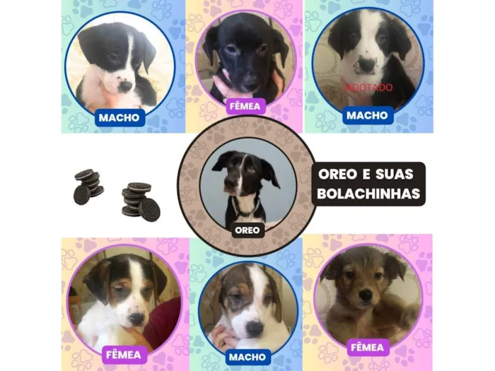 Cachorro ra a SRD-ViraLata idade 2 a 6 meses nome Bob, Kika, Kiko, Orinho, Leka, Oreo