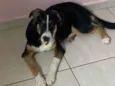 Xuxu