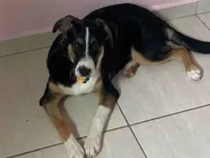 Cachorro raça Vl idade 7 a 11 meses nome Xuxu