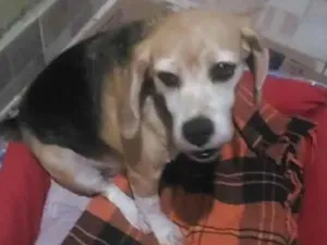 Cachorro raça Beagle idade 6 ou mais anos nome Nina