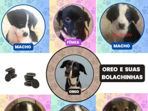 Cachorro raça SRD-ViraLata idade 2 a 6 meses nome Bob, Kika, Kiko, Orinho, Leka, Oreo
