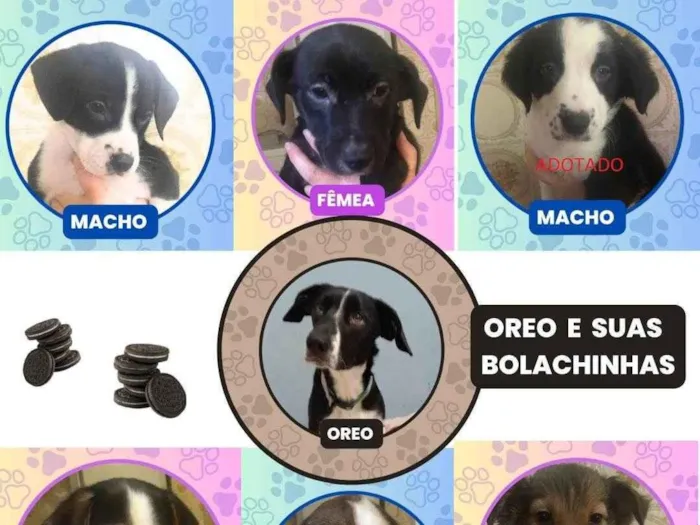 Cachorro ra a SRD-ViraLata idade 2 a 6 meses nome Bob, Kika, Kiko, Orinho, Leka, Oreo